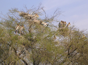 bird sanctuary bhaatpur