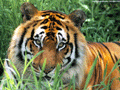tiger ranthambore