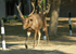 deer in national park