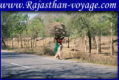 rajasthani village women