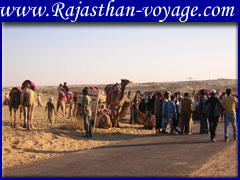 rajasthan camel fair