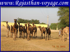 rajasthani camels