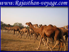 camel farm rajasthan